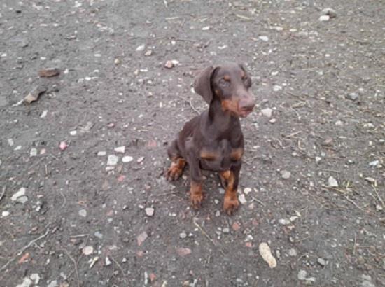 Doberman