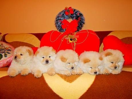 Chow-chow-cau-cau-stenad