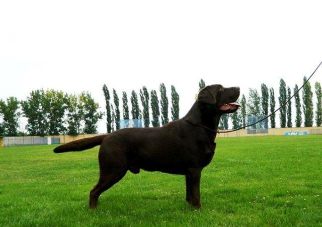 Labrador retriver - Cokoladni labrador