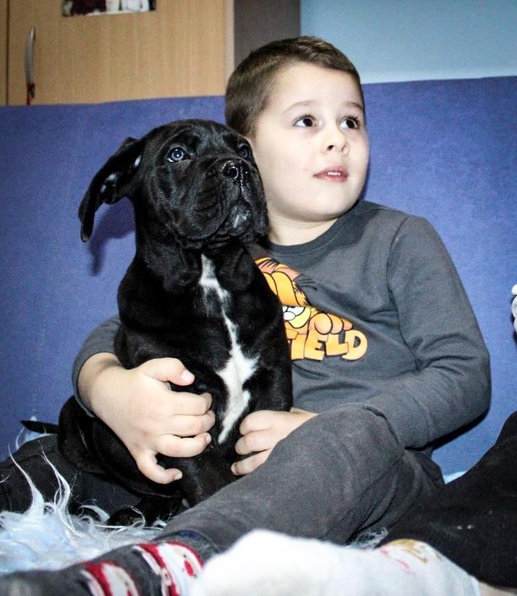 Kane-korso-Cane-Corso-PREPORUKA