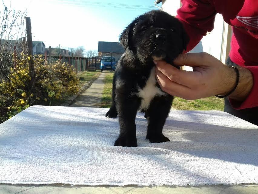 Cane-Corso-štenci