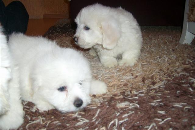 COTON-DE-TULEAR-STENCI
