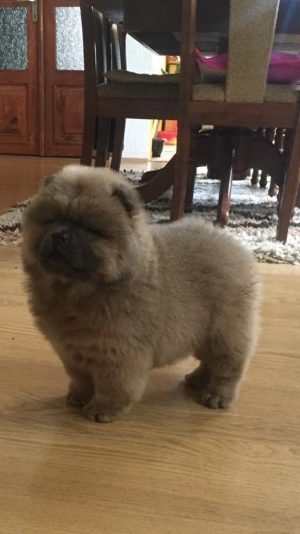 Chow-chow-musko-stene