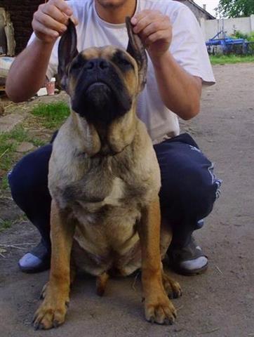 Cane-Corso-mlada-zenka