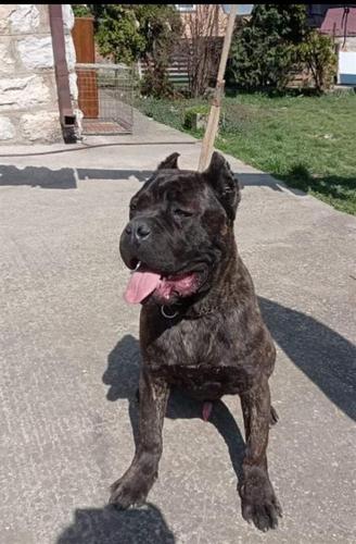 Cane Corso 