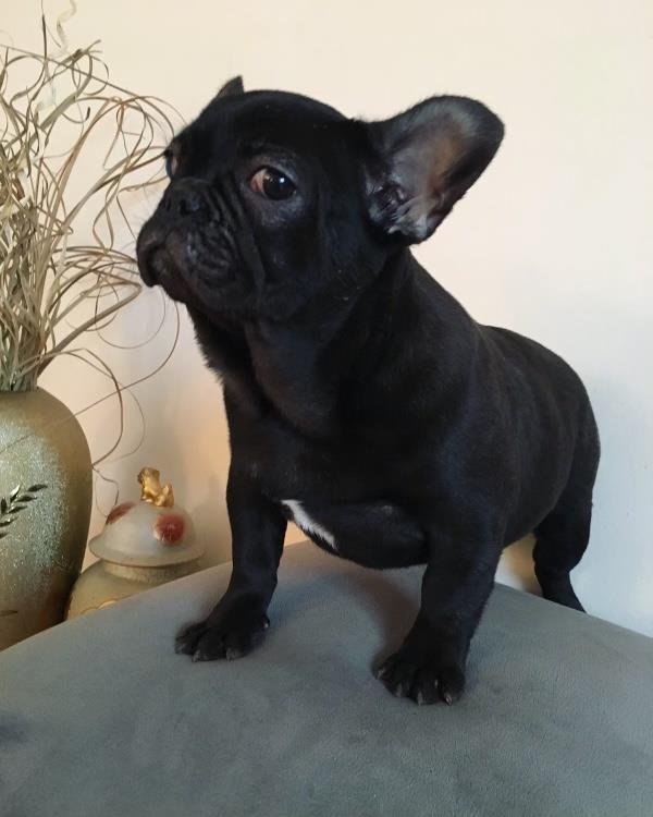 Francuski-Buldog