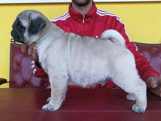Mops štenci 