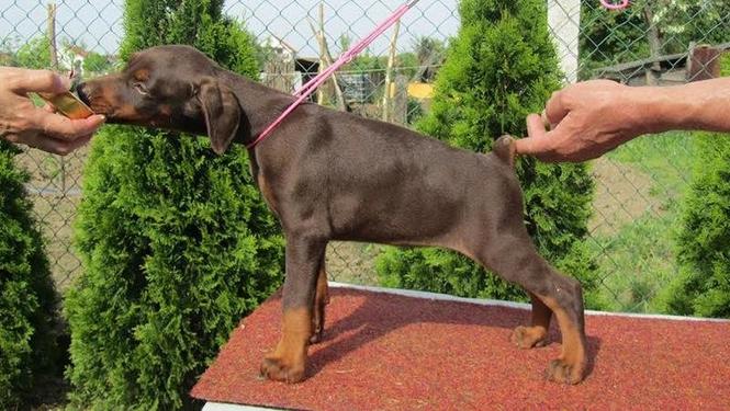 Doberman štenci
