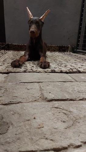 Doberman štenci