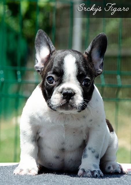 Francuski-buldog-štenci