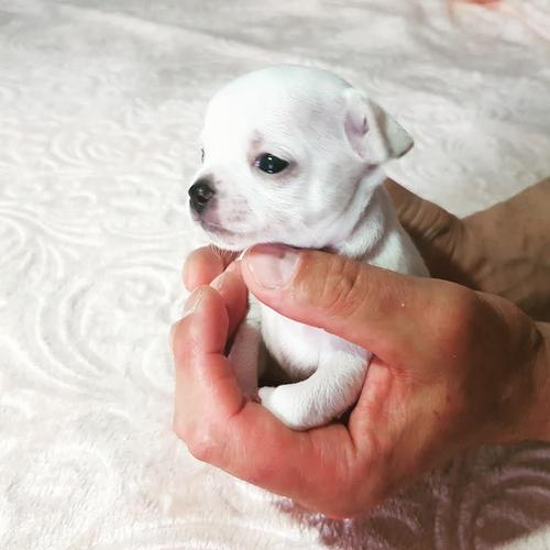 Princess mini civave 