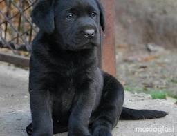 stenci labradora