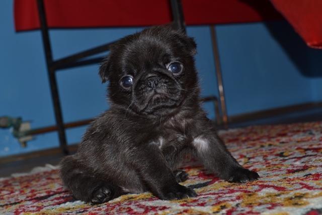 Mops-stenci