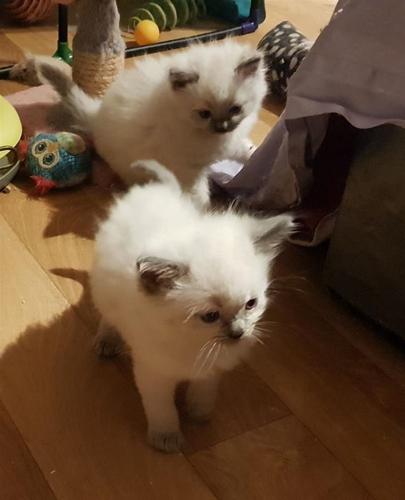Prekrasna Ragdoll mačića