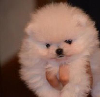 Pomeranski-spic