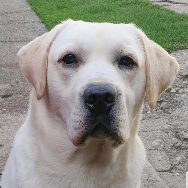 Labrador-Retriver