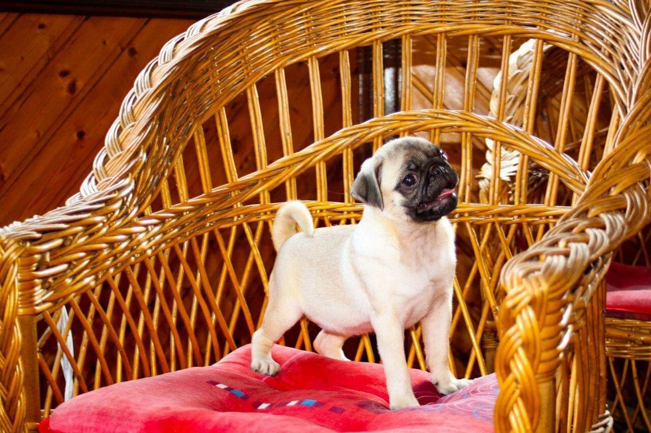 Mops-štenci