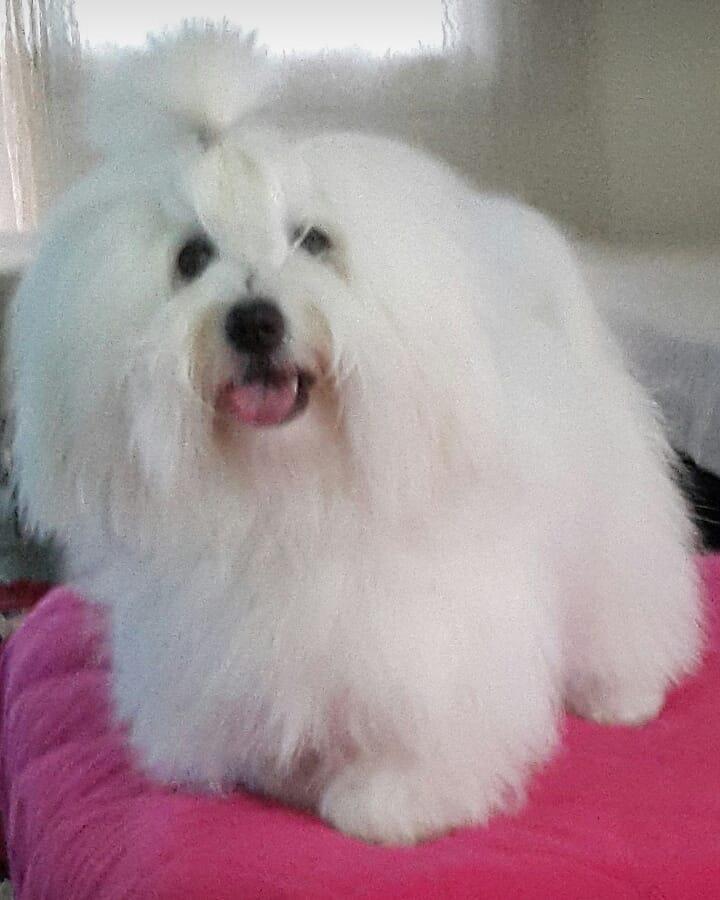 Cotton-de-Tulear