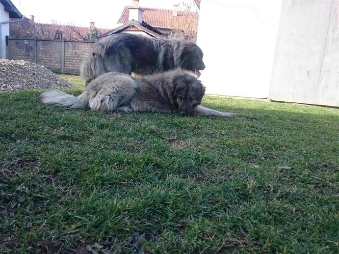 Šarplaninci