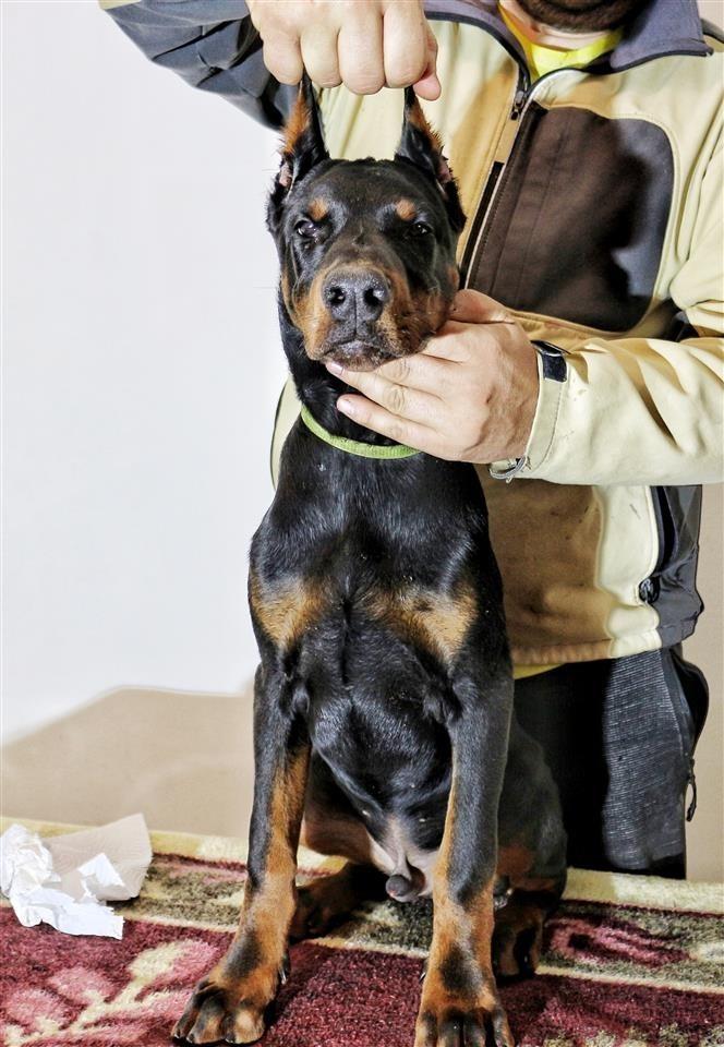 Doberman-štenci