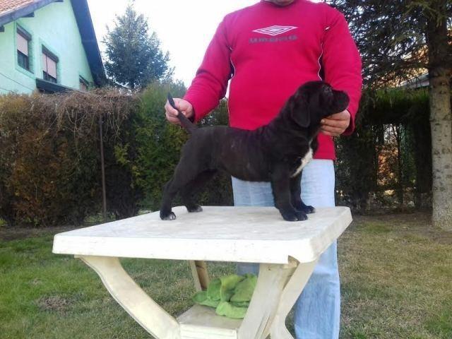 Cane-Corso