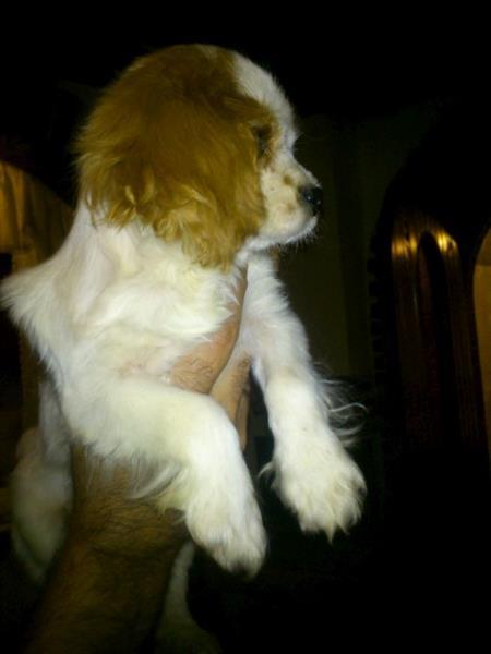 Cavalier-King-Charles-Spaniel-musko-stene