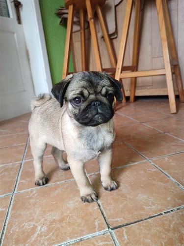 Mops 