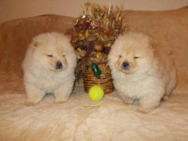 Chow-chow-cau-cau-stenad-
