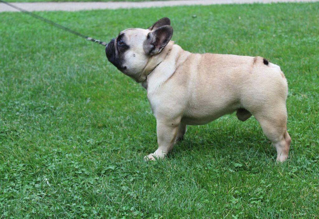 Francuski-Buldog
