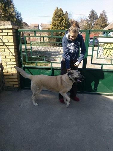 Turski-Kangal