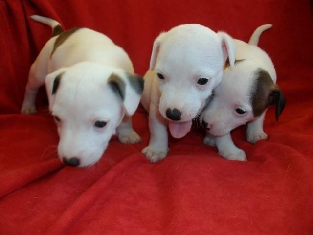 Jack-Russel-Terrier---prelepi-stenci