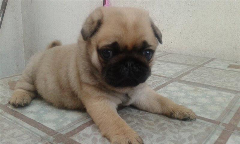 Mops-stenad