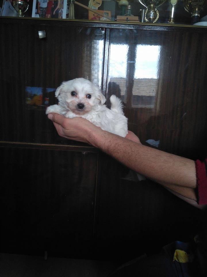 Mini-maltezeri