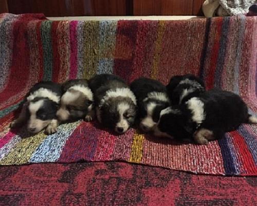 BORDER COLLIE stenci 