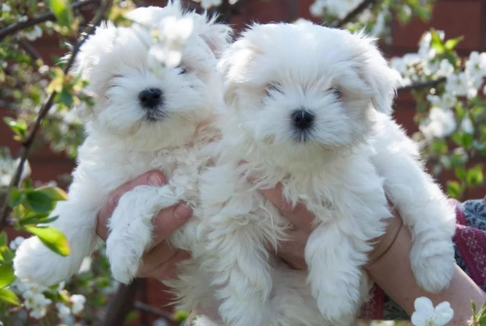 Maltezer-i-coton-de-tulear-stenci-