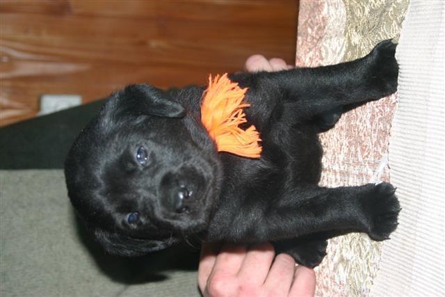 Stenaca-labrador-retrivera