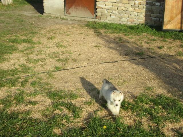 Sibirski-haski