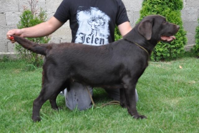 Labrador retriver-cokoladni i crni stenci