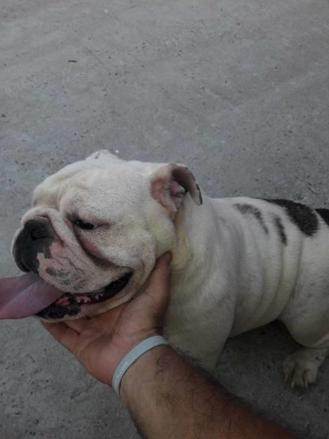 Engleski-buldog--zenke