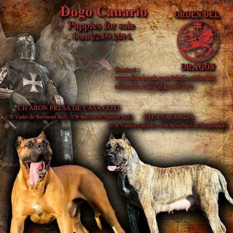 DOGO CANARIO stenci