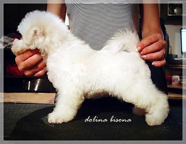 Bichon Frise 