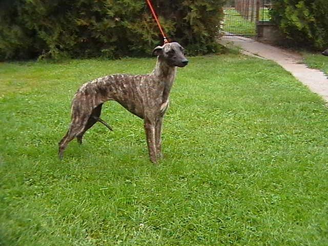 Whippet-mali-engleski-hrt