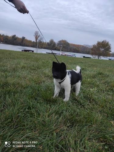 Americka akita