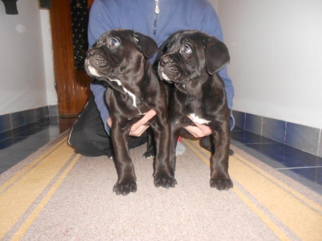 Cane-corso
