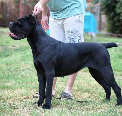 Cane-Corso--štenci