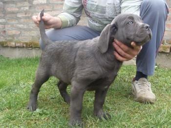 Cane-Corso-stenci