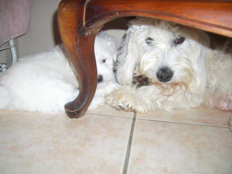 COTON-DE-TULEAR-ŠTENCI