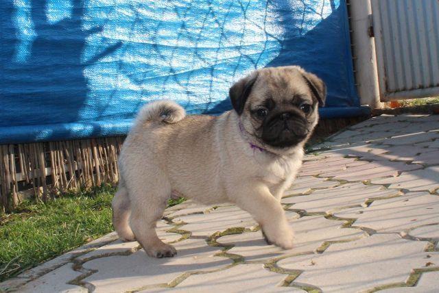 Mops-muški-štenci