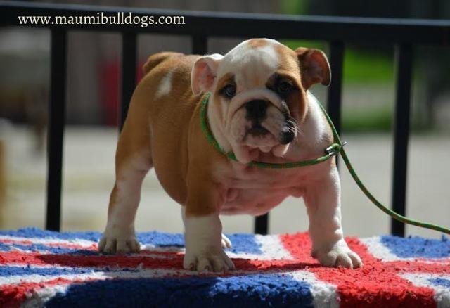 Engleski-Buldog-