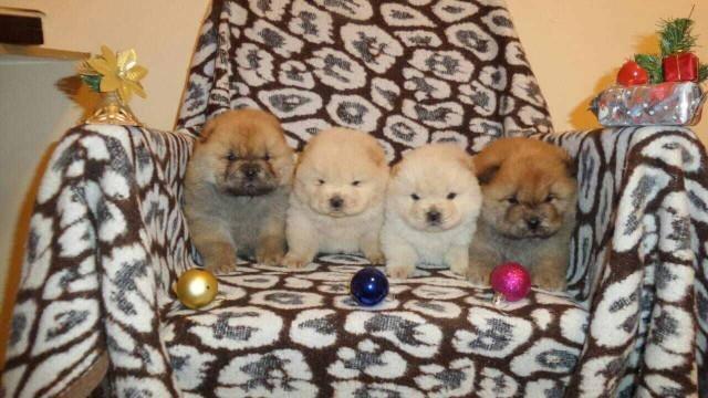 Chow-chow-cau-cau-stenad